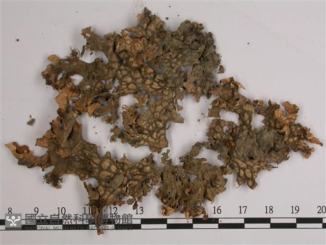 叉狀針芽兜衣藏品圖，第3張