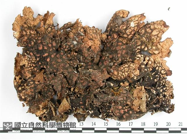 中國兜衣藏品圖，第3張