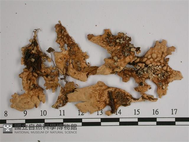 擬側膜兜衣藏品圖，第3張