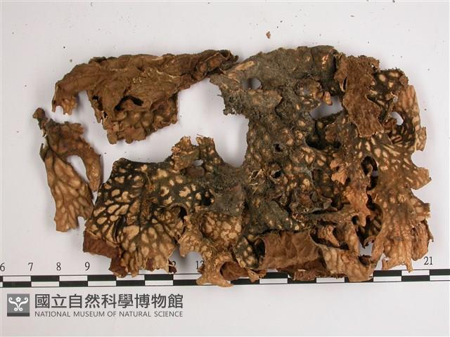 叉狀針芽兜衣藏品圖，第3張