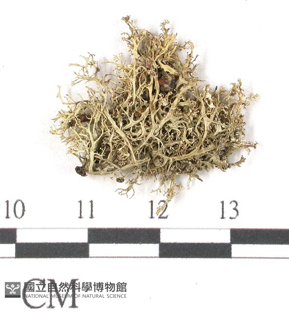 登錄號:L00002417藏品圖，第3張