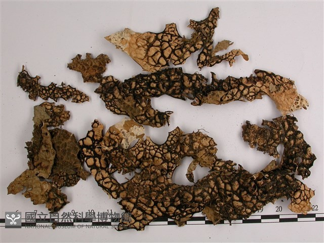 略無色亞粒陷兜衣藏品圖，第3張