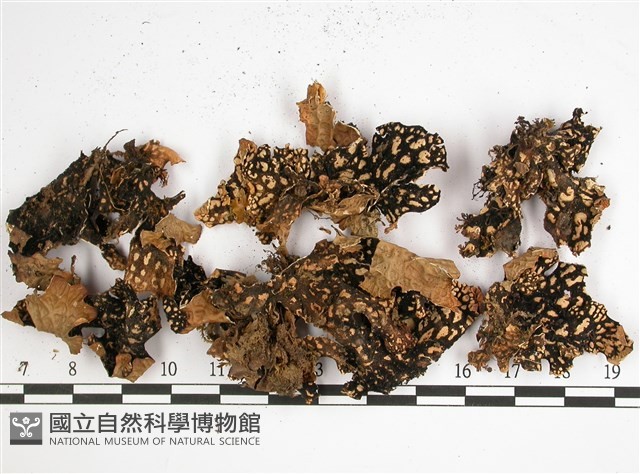 黑川氏兜衣藏品圖，第3張