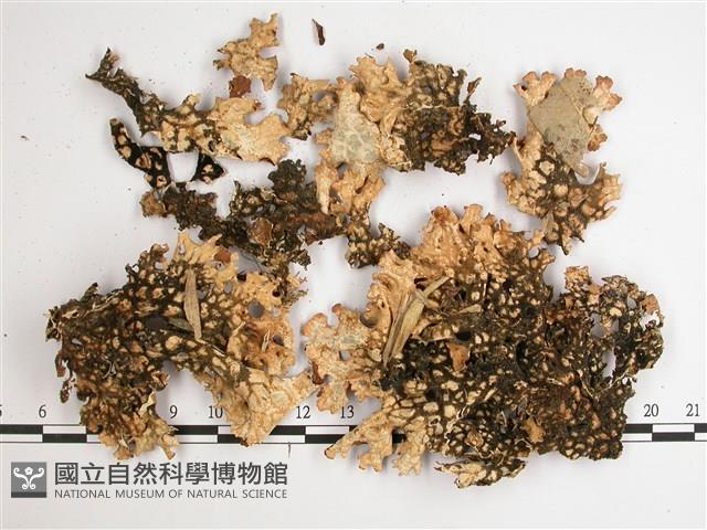 略無色亞粒陷兜衣藏品圖，第3張