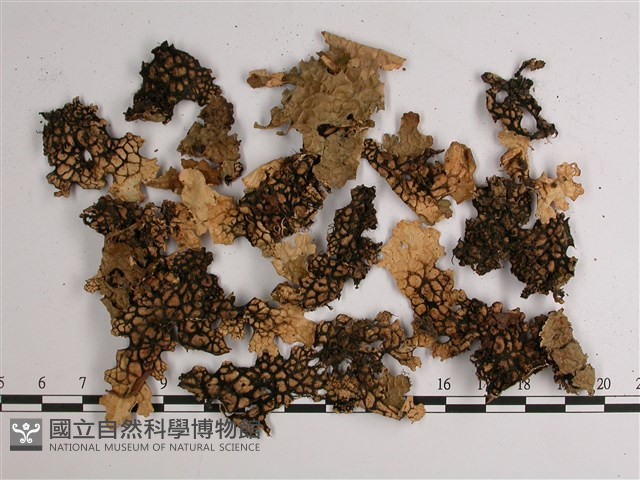南方兜衣藏品圖，第3張