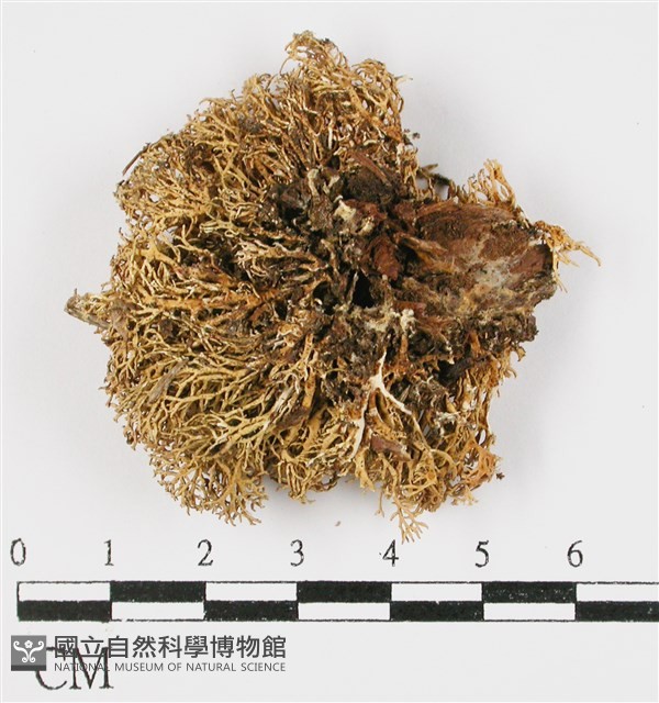 登錄號:L00000577藏品圖，第3張