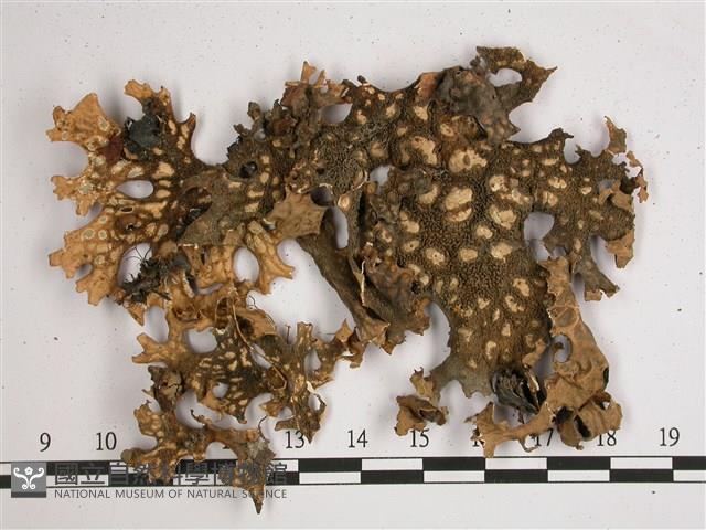 吉本氏兜衣藏品圖，第3張