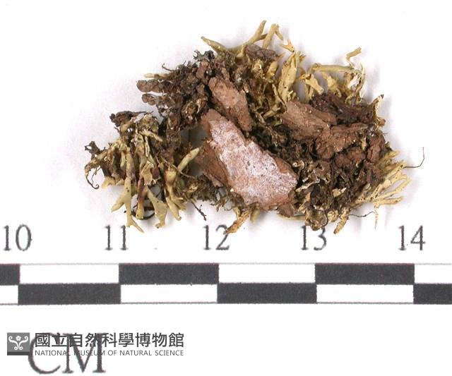 登錄號:L00000597藏品圖，第3張