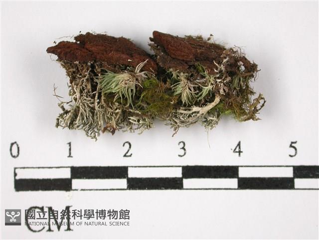 登錄號:L00002437藏品圖，第3張