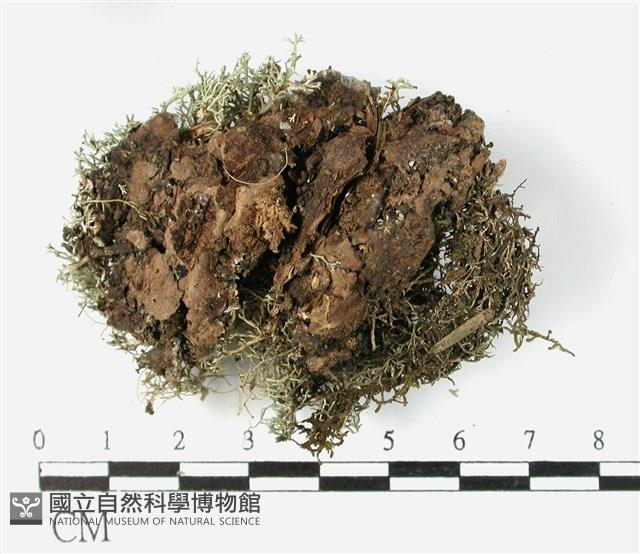 登錄號:L00002585藏品圖，第3張