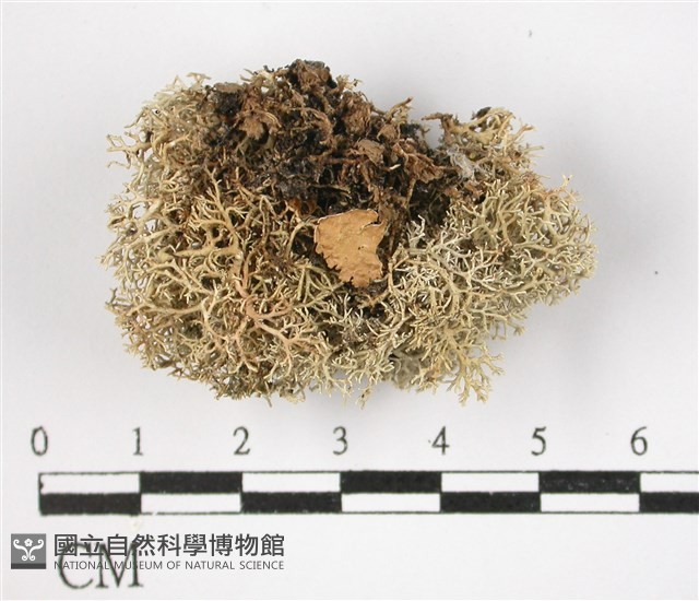 登錄號:L00001585藏品圖，第3張