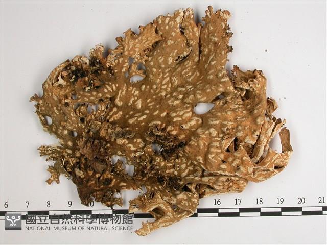 黃色細片兜衣藏品圖，第3張