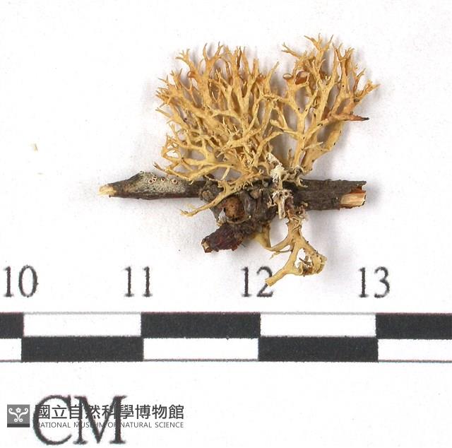 登錄號:L00000365藏品圖，第3張