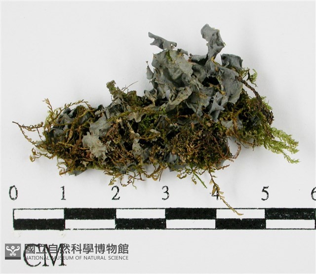 登錄號:L00002115藏品圖，第3張