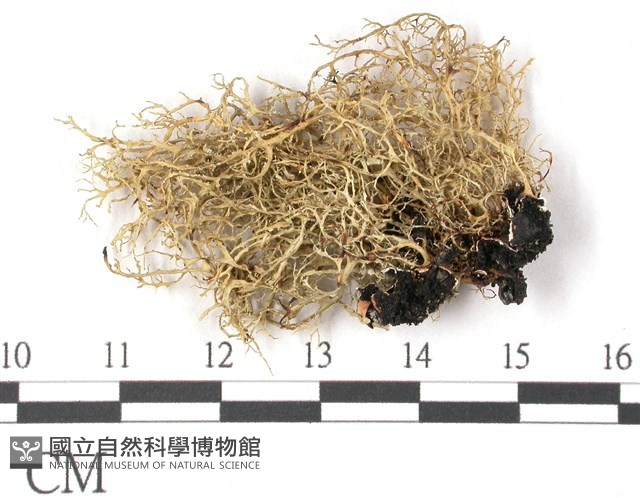 登錄號:L00001415藏品圖，第3張