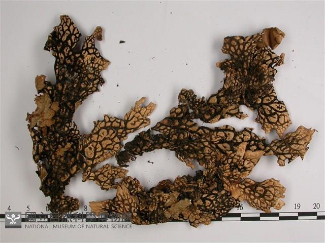 中國兜衣藏品圖，第3張