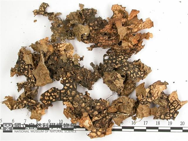 兜衣藏品圖，第3張