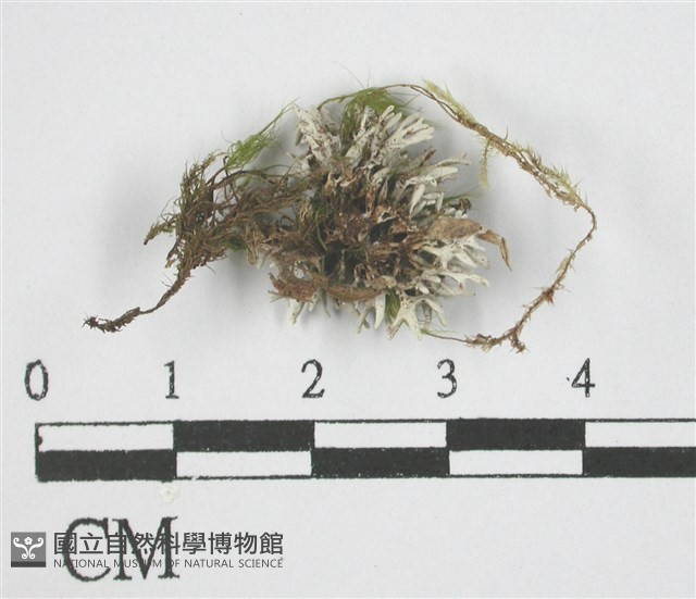 登錄號:L00002745藏品圖，第3張