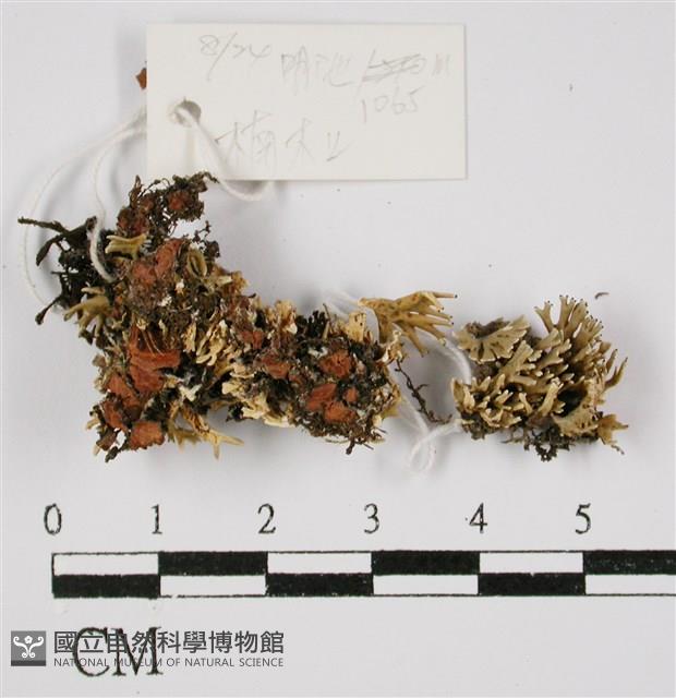 登錄號:L00000675藏品圖，第3張