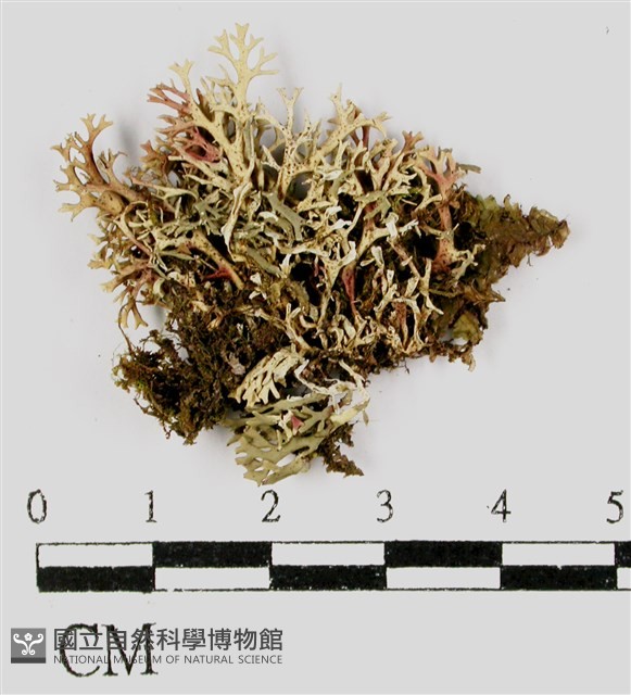 二型球粉衣藏品圖，第3張