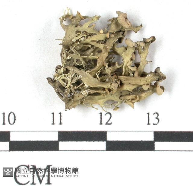 登錄號:L00001075藏品圖，第3張