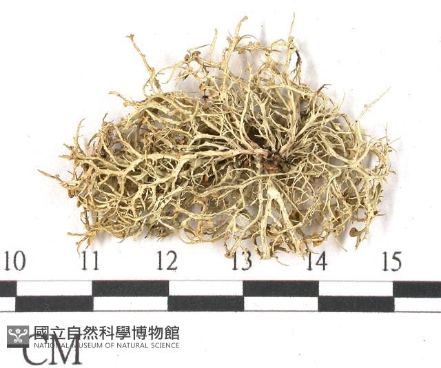 登錄號:L00002655藏品圖，第3張