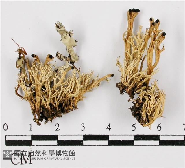 登錄號:L00001235藏品圖，第3張