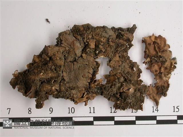 擬文字兜衣藏品圖，第3張