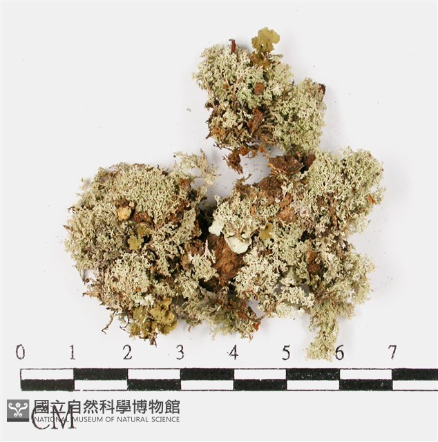 登錄號:L00001261藏品圖，第3張