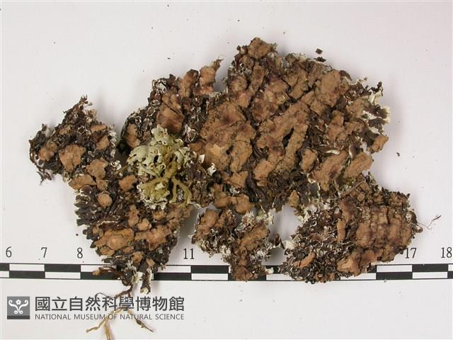 登錄號:L00002521藏品圖，第3張