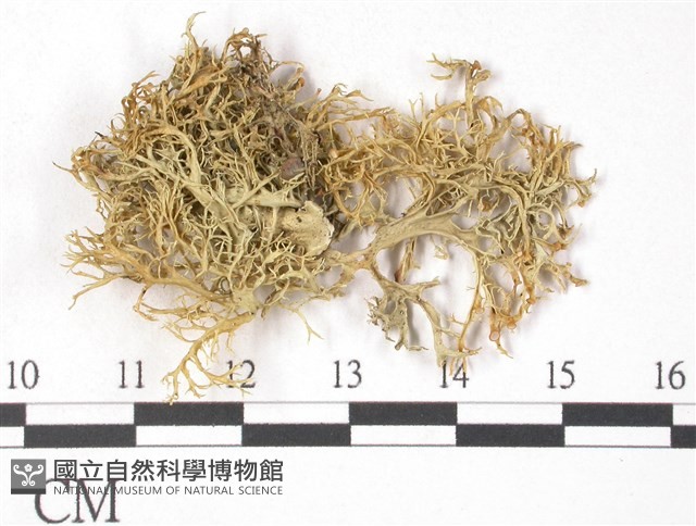 登錄號:L00001571藏品圖，第3張