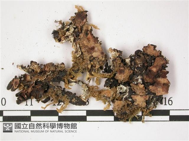 登錄號:L00002371藏品圖，第3張