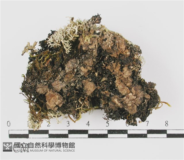 登錄號:L00001351藏品圖，第3張
