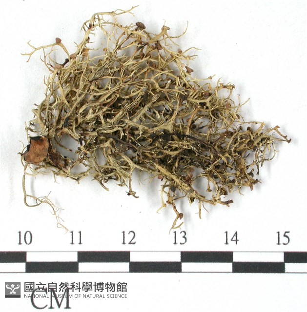登錄號:L00000791藏品圖，第3張