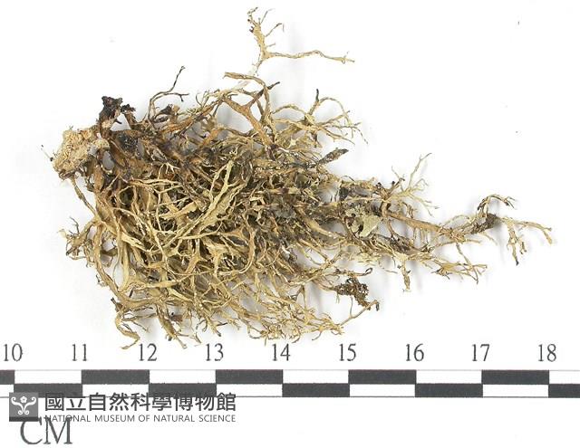 登錄號:L00002631藏品圖，第3張