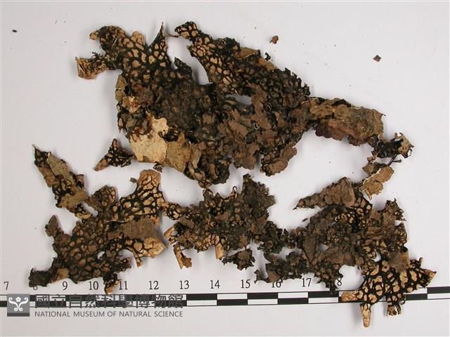 中國兜衣藏品圖，第3張