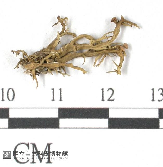 登錄號:L00000680藏品圖，第3張