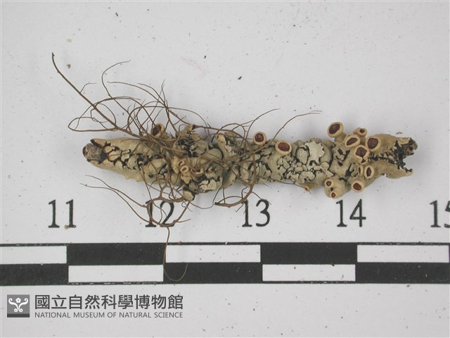 登錄號:L00001380藏品圖，第3張