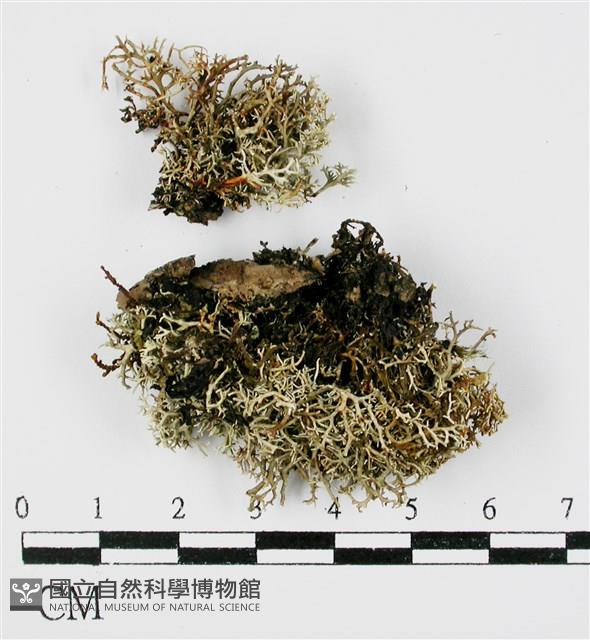 登錄號:L00001360藏品圖，第3張