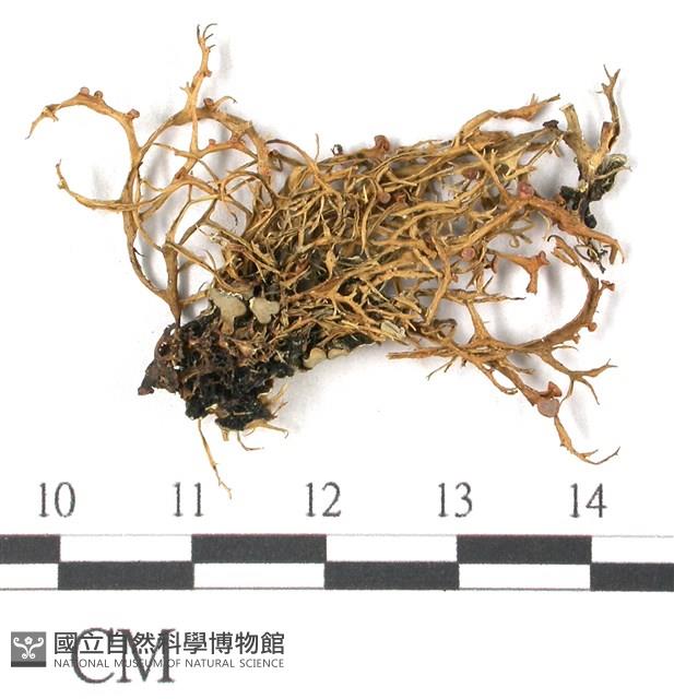 登錄號:L00000710藏品圖，第3張