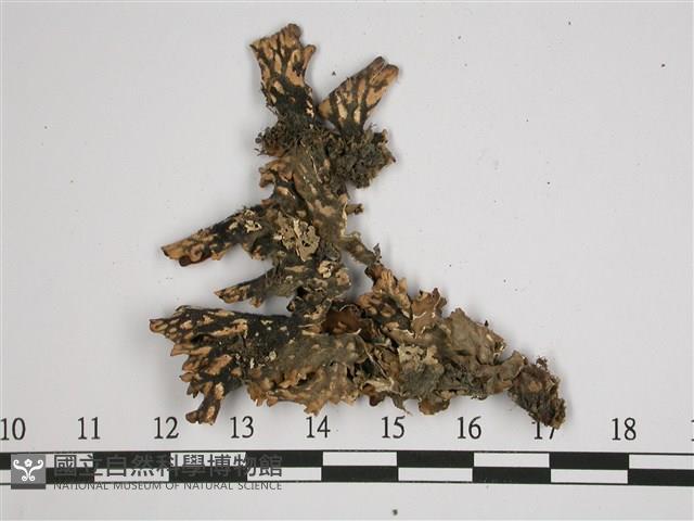 針芽兜衣藏品圖，第3張