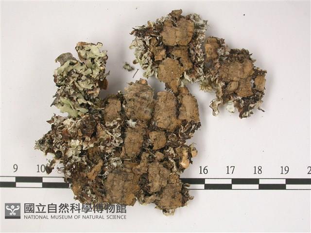 登錄號:L00002520藏品圖，第3張