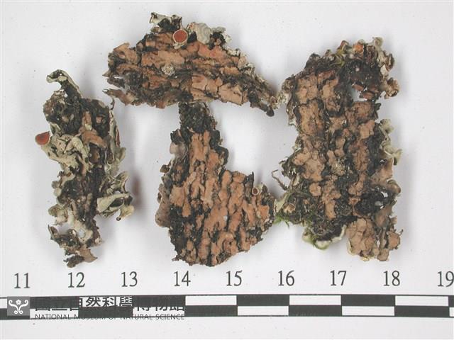 登錄號:L00001320藏品圖，第3張