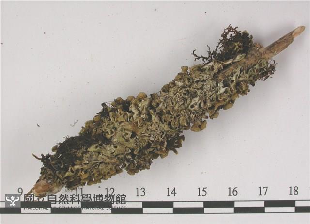 登錄號:L00001370藏品圖，第3張