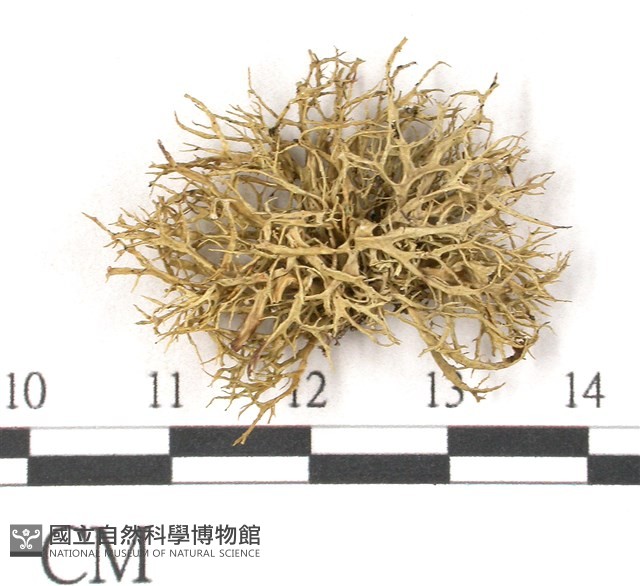 登錄號:L00002650藏品圖，第3張