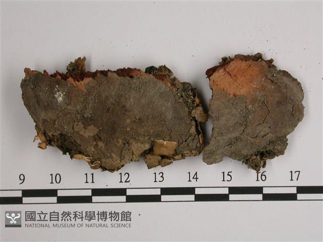 擬文字兜衣藏品圖，第3張