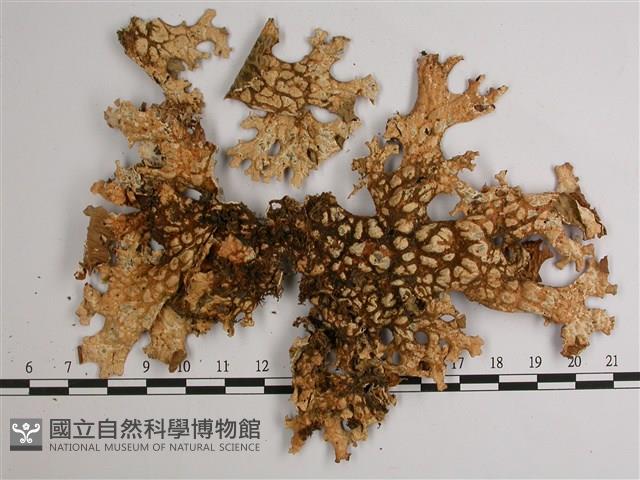 吉本氏兜衣藏品圖，第3張