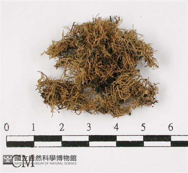 登錄號:L00000503藏品圖，第3張