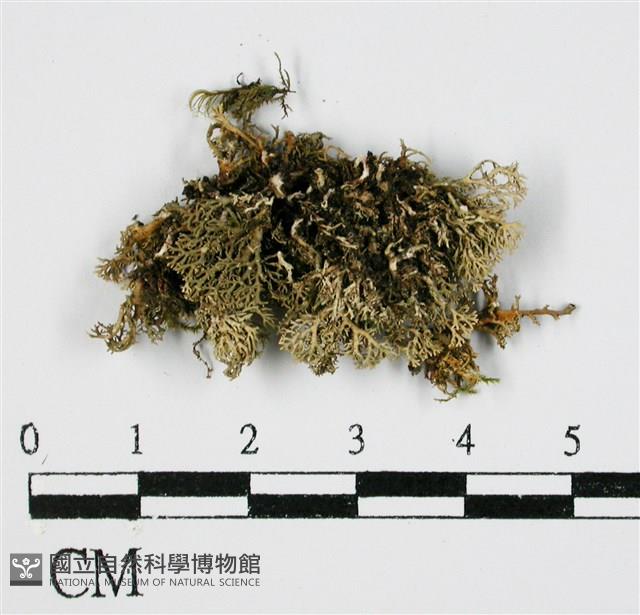 登錄號:L00000363藏品圖，第3張