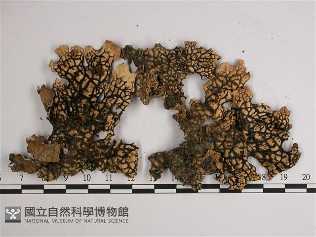 擬側膜兜衣藏品圖，第3張